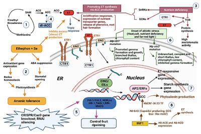 Editorial: Ethylene: a key regulatory molecule in plants, Volume II